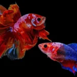 female betta