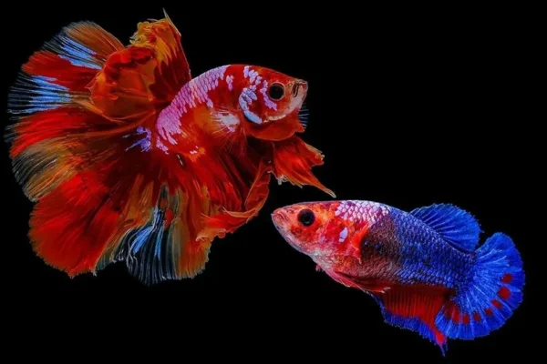 female betta