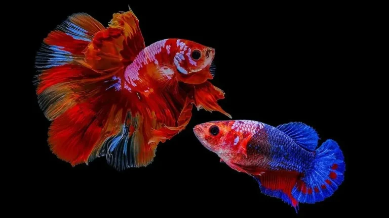 What signs might a female betta squid exhibit?